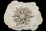 Jurassic Club Urchin (Gymnocidaris) - Boulmane, Morocco #179466-2